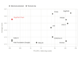 Efficiency and performance comparison of pathology foundation models