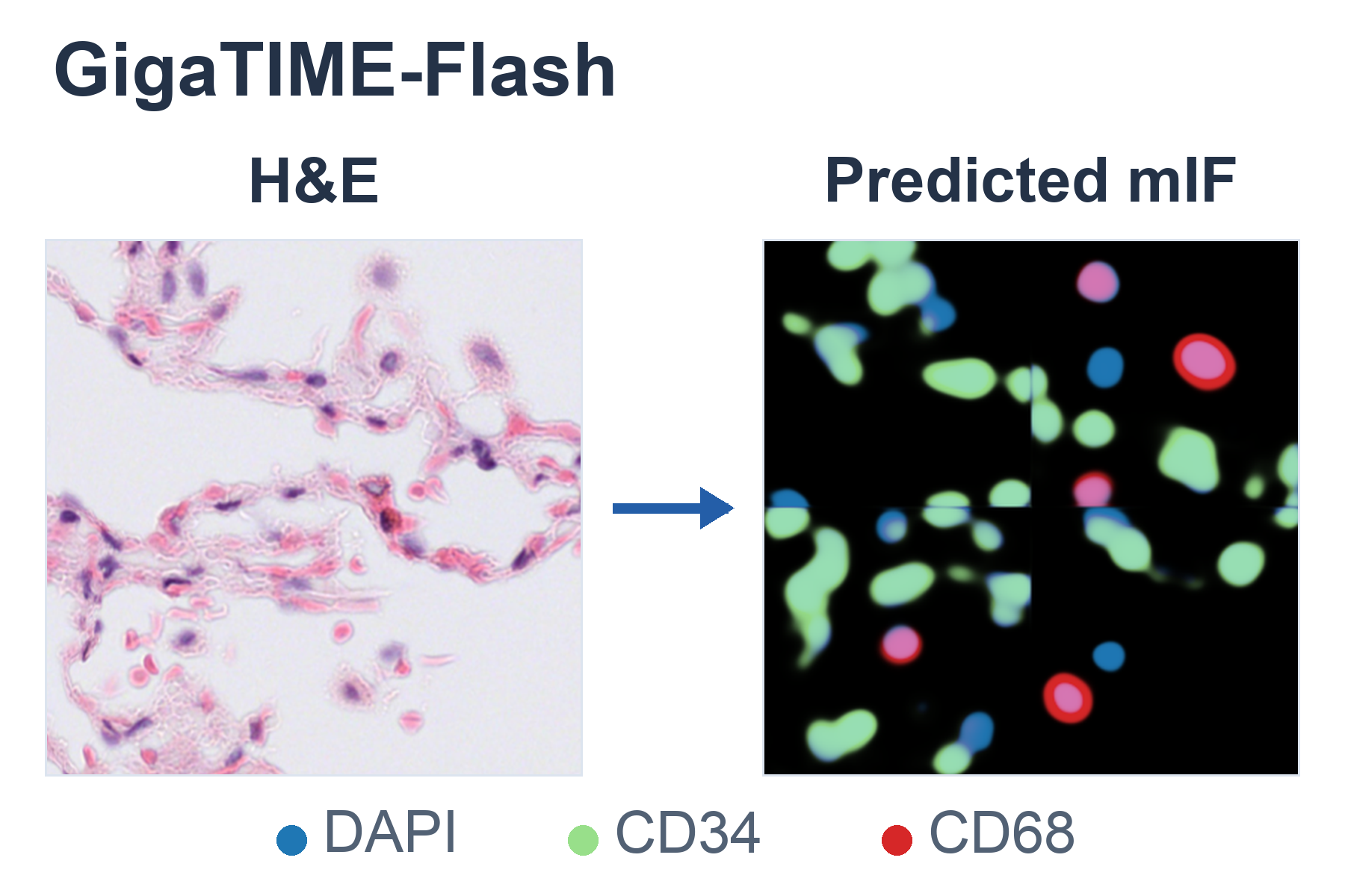 Actual H&E input and GigaTIME-Flash predicted virtual mIF: DAPI, CD34 and CD68 composite.